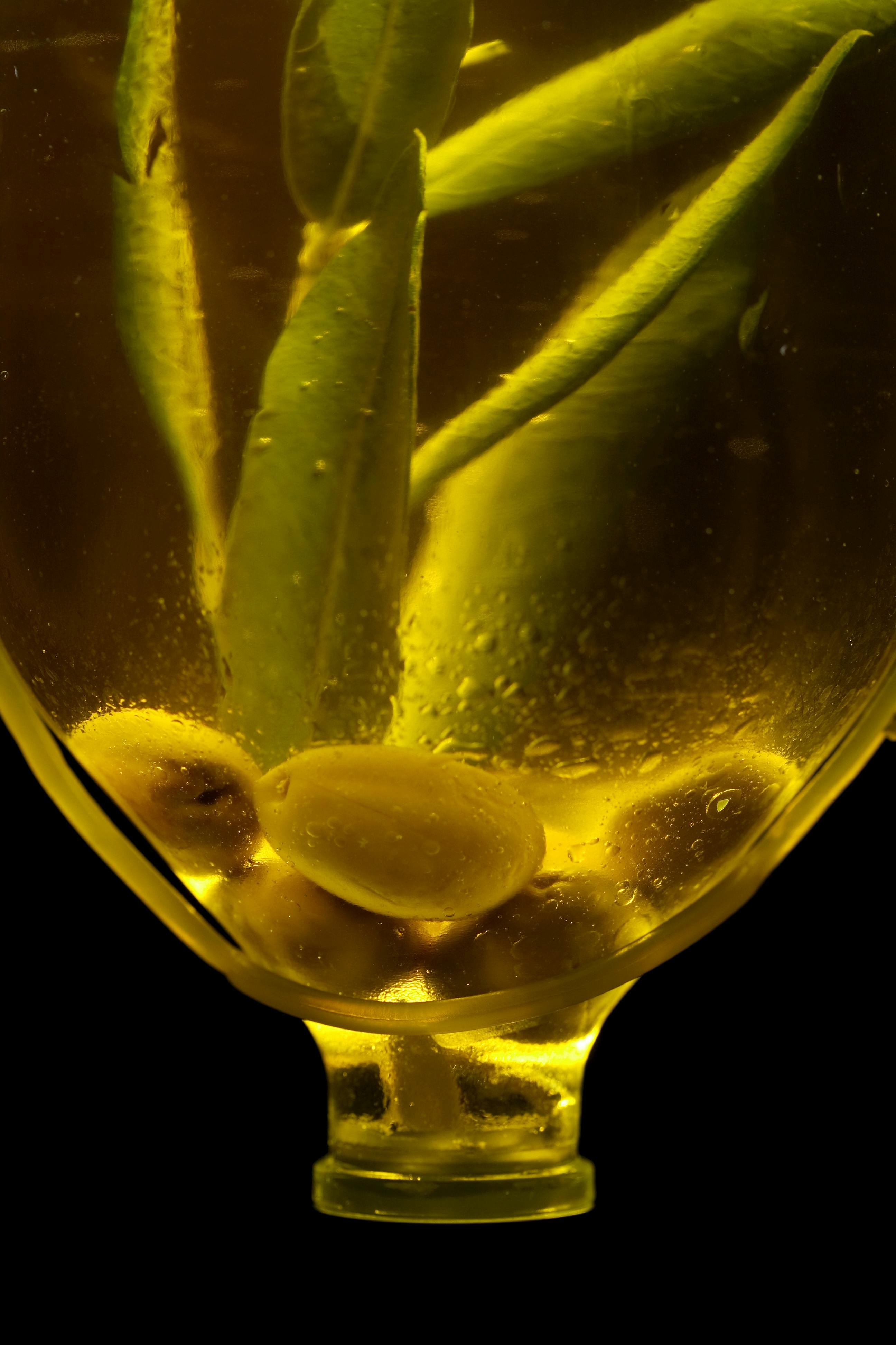 AOVE, Virgen y Oliva: Diferencias clave